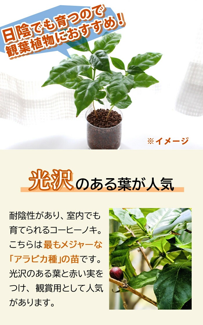 コーヒーノキ アラビカ矮性種 苗木 9cmポット 自根苗 耐陰性 室内
