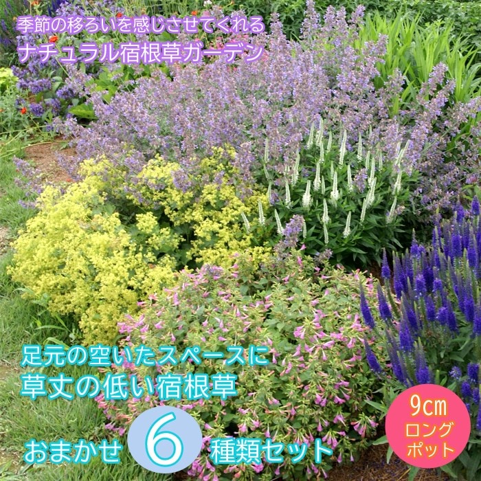 予約】宿根草 苗 セット 9cmロングポット 草丈の低い 6品種 見計らい