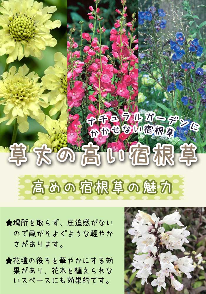 10月中下旬より順次発送】宿根草 苗 セット 9cmロングポット 草丈が