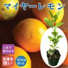 ���� ���� �ޥ��䡼���� 10.5cm�ݥå� �ޤ��� �� ���� ������ ���ȷ���� lemon �����ǥ˥� ��� �����ڱ� �͵�����