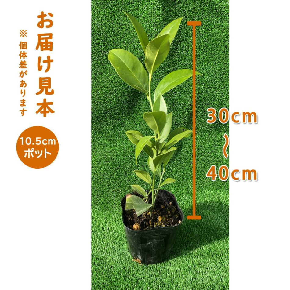 レモン 苗木 マイヤーレモン 10.5cmポット 挿し木 苗 柑橘 柑橘苗 自家