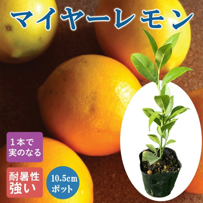 レモン 苗木 マイヤーレモン 10.5cmポット 挿し木 苗 柑橘 柑橘