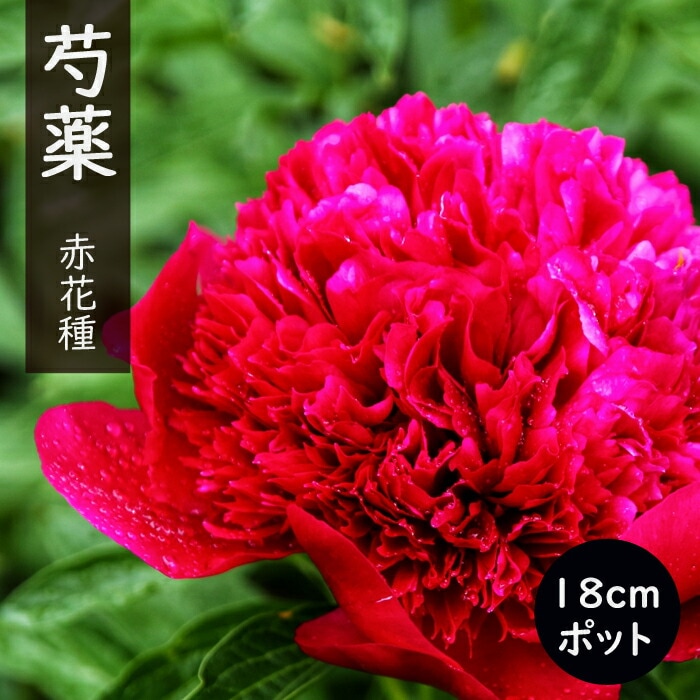 10月下旬より発送・早割】 芍薬 苗 18cmポット 赤花種 花苗 大株