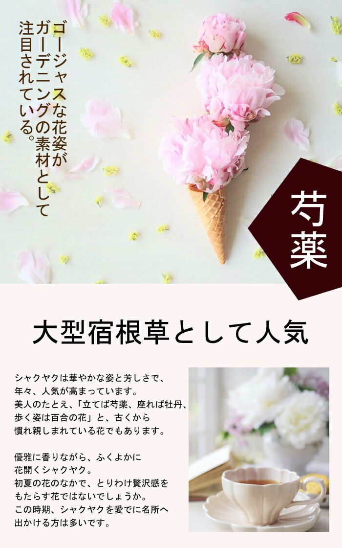 芍薬 苗 18cmポット 桃花種 花苗 大株 しゃくやく シャクヤク