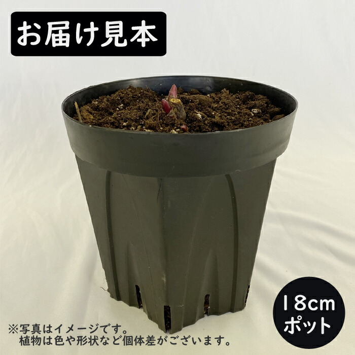桃花種芍薬桃花色毎年咲く宿根1株、1100円 芍薬 球根 白に桃花種 1株 しゃくやく シャクヤク ガーデニング