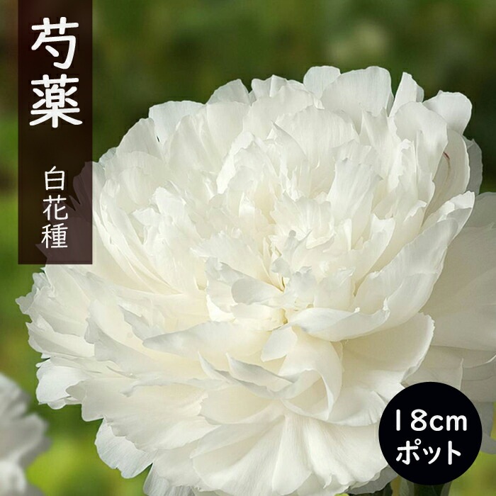 芍薬苗　確認用 芍薬 苗 18cmポット 白花種 花苗 大株 しゃくやく シャクヤク