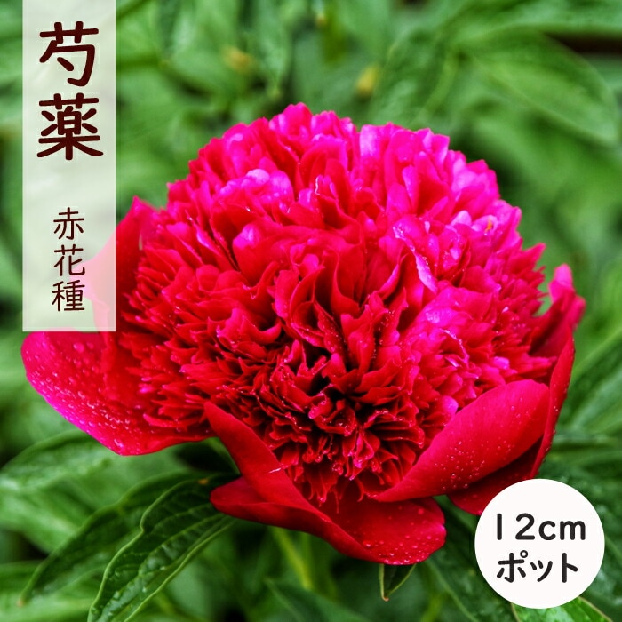 ���� �� 12����ݥå� �ֲּ� ���� ���㤯�䤯 ���㥯�䥯 �����ǥ˥� �ץ�󥿡� �ɺ��� �ɺ� ���