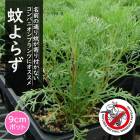 �ϡ��� �� ���餺 ����餺 �Դ��� ����ƥ᥷�� �����󥦥å� 9����ݥå� �ϡ����� ¿ǯ�� ���� ����� ����ѥ˥���ץ��� ����󥫥С� �ݥץ� �ϥ�����