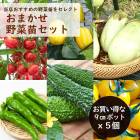 ��� �� �� ���ޤ�������ĥ��å� �� 9����ݥå� 5�ĥ��å� vegetable ��Ǥ�� ���פ餤 �ԡ��ޥ� �ȥޥ� �Ȥ����餷 �ʤ� ������ ������ ���Ĥޤ���  ����̵��