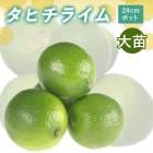 �饤�� ���� ���ҥ��饤�� 24����ݥå�  ���� ���� ���� ������ ���ȷ���� ����̵�� lime