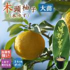 �楺 ���� ��Ƭͮ�� 24����ݥå� ���� ���� ���� ���� ���ȷ���� ͮ�� ��ͮ�� ����̵�� 2ǯ����