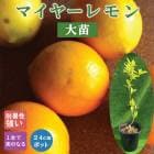 ���� ���� �ޥ��䡼���� 24����ݥå� ���� ���� ���� ������ ���ȷ���� lemon ����̵�� �͵�����