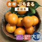 ⴻ  פޤ ȴ 24ݥå    󥫥 󤫤   (Ͽʼ) ȷ ̵