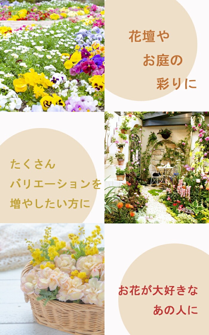 花 苗 セット 季節の花苗 見計らい アソートセット 7ポット 花苗 園芸