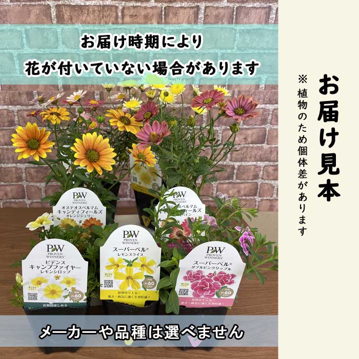 花 苗 セット 季節の花苗 見計らい アソートセット 7ポット 花苗 園芸