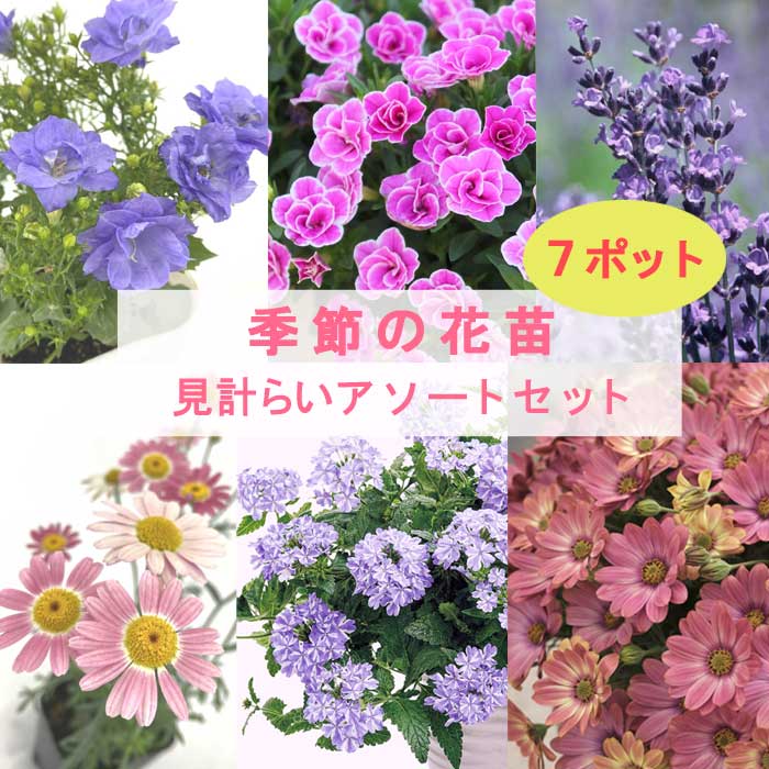花 苗 セット 季節の花苗 見計らい アソートセット 7ポット 花苗 PW