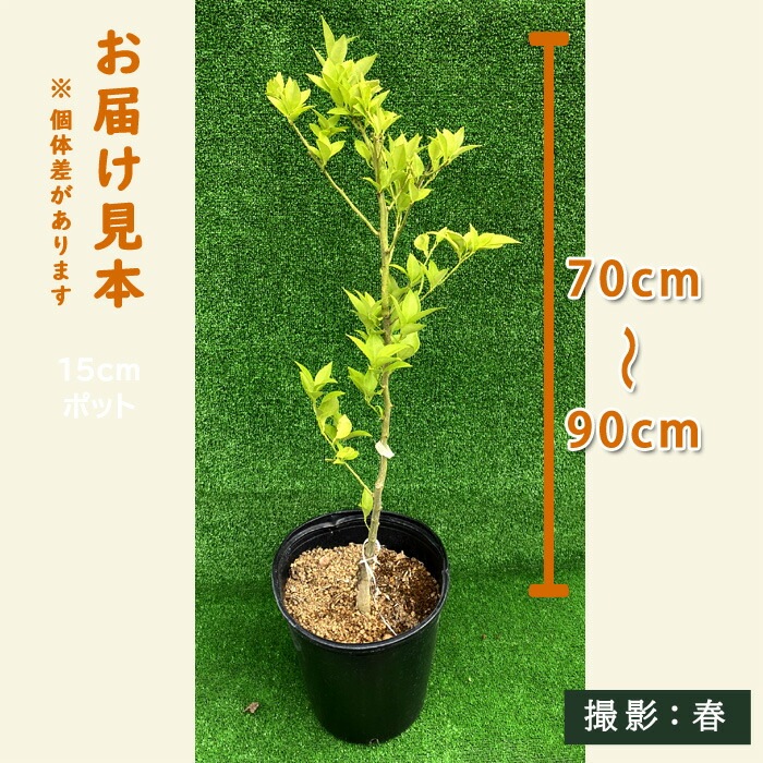 すだち 苗木 24cmポット 大苗 接木 柑橘 柑橘苗 自家結実性 酢橘