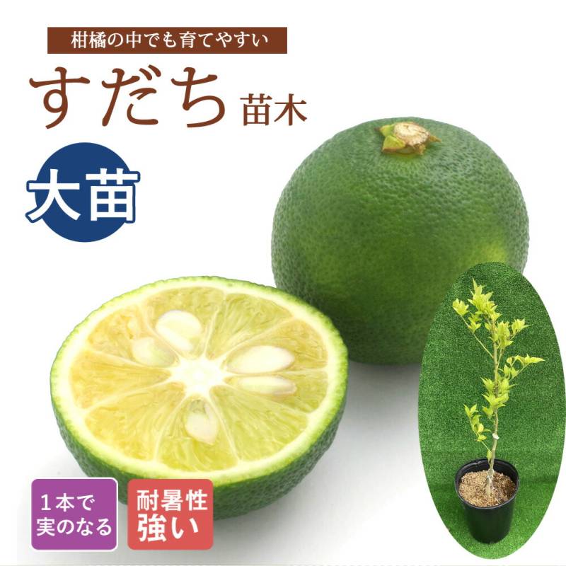 すだち 苗木 24cmポット 大苗 接木 柑橘 柑橘苗 自家結実性 酢橘