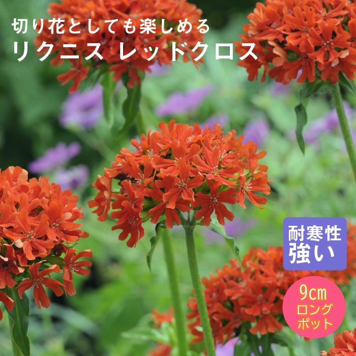 ��ͽ��۽ɺ��� �� �ꥯ�˥� ��åɥ����� ��������󥰥ݥå� �Х�˹礦 ����ä��󤽤� ¿ǯ�� �ڥ�˥���ڣ����Ⱦ���缡ȯ����