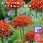 ��ͽ��۽ɺ��� �� �ꥯ�˥� ��åɥ����� ��������󥰥ݥå� �Х�˹礦 ����ä��󤽤� ¿ǯ�� �ڥ�˥���ڣ����Ⱦ���缡ȯ����