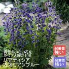 ��ͽ��۽ɺ��� �� �Хץƥ������������ԥ���֥롼 9������󥰥ݥå� �ڤ�֤Ȥ��Ƴڤ���ڣ�������ܤ��缡ȯ����