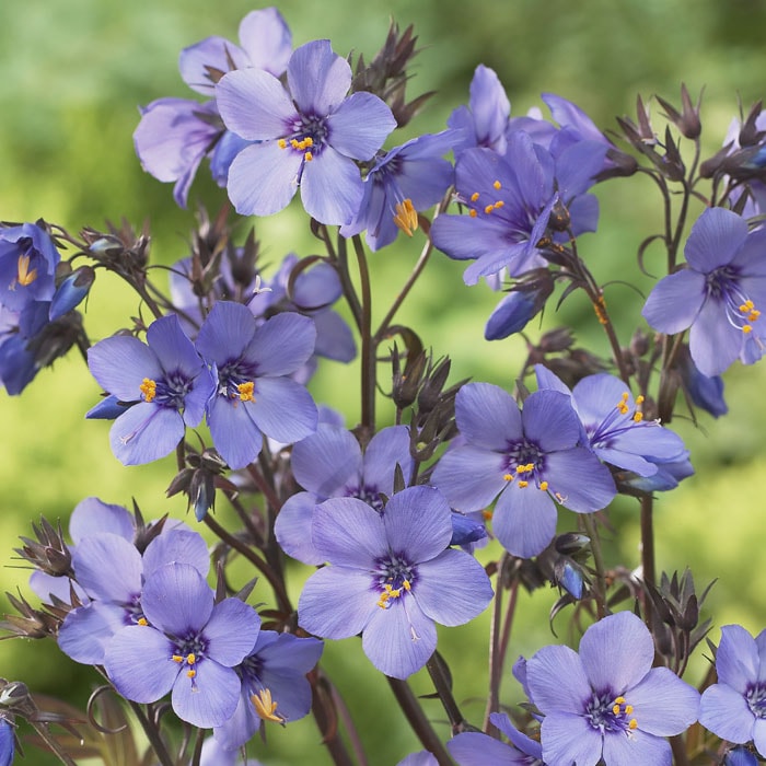 予約】宿根草 苗 ポレモニウム パープルレインストレイン 9cmロング