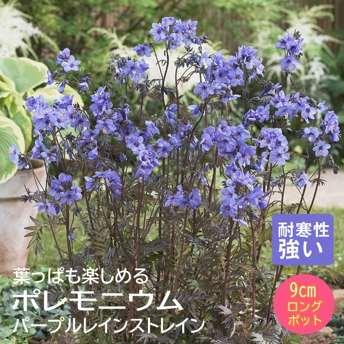 予約】宿根草 苗 ポレモニウム パープルレインストレイン 9cmロング