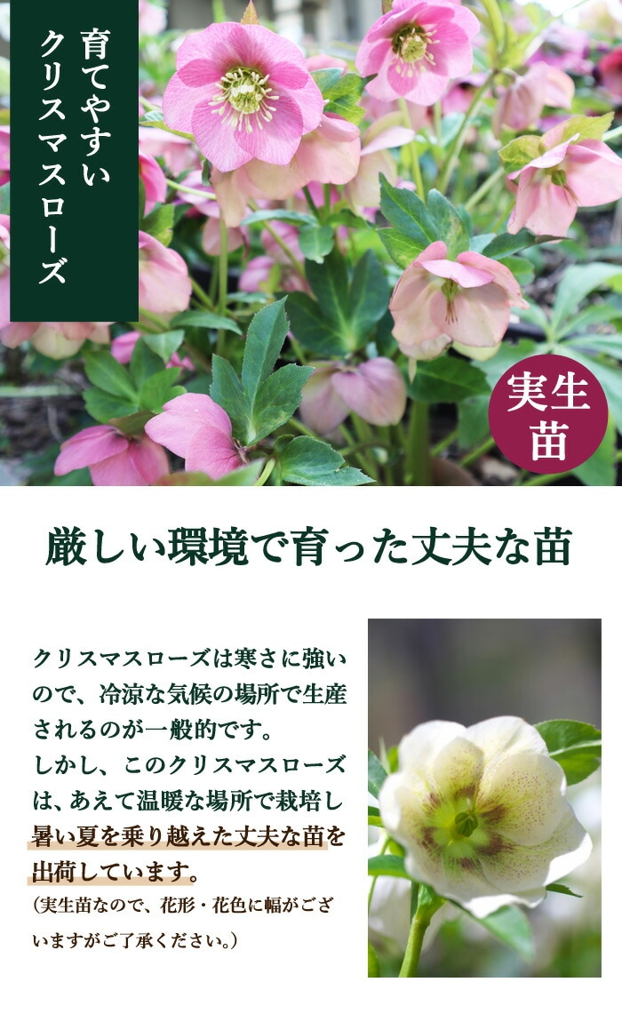 10月上旬より発送・早割】クリスマスローズ 苗 3色 セット 7.5cm