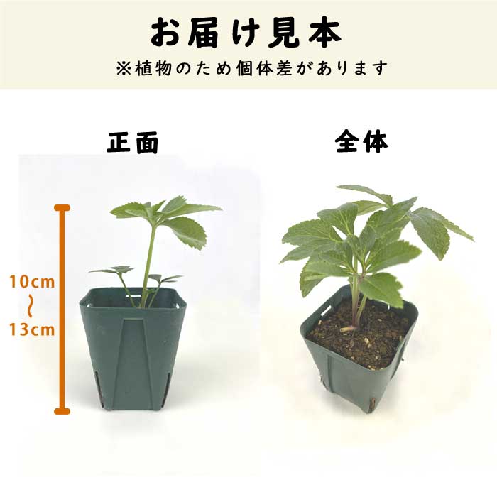 10月上旬より発送・早割】クリスマスローズ 苗 3色 セット 7.5cm