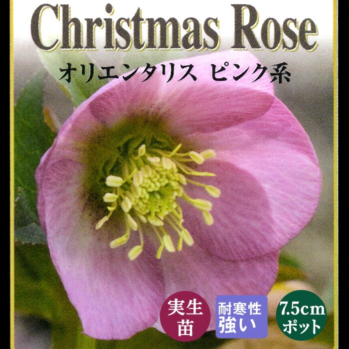 クリスマスローズ苗 クリスマスローズ 苗 桃系 実生苗 7.5cm 実生 冬 花壇 耐寒性