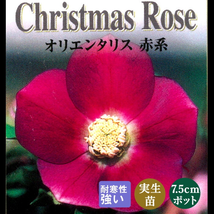 クリスマスローズ苗ご確認用 000000001319_dLAFTa3.jpg