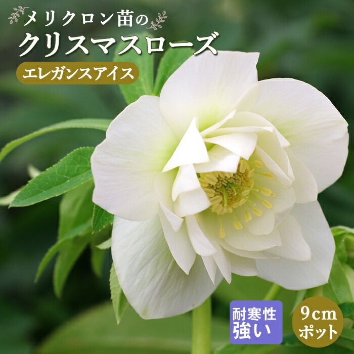 クリスマスローズ 苗 エレガンスアイス メリクロン苗 9cmポット 冬