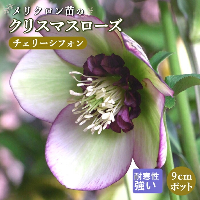 クリスマスローズ 苗 チェリーシフォン メリクロン苗 9cmポット 冬