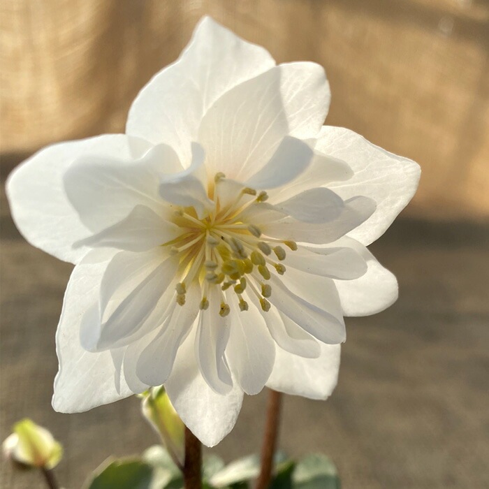 クリスマスローズ 苗 ダブルファンタジー メリクロン苗 9cmポット 冬