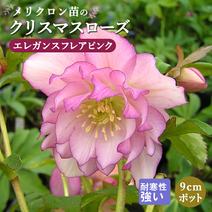 クリスマスローズ 苗 エレガンスフレアピンク メリクロン苗 9cm
