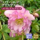 ���ꥹ�ޥ������� �� ���쥬�󥹥ե쥢�ԥ� ��ꥯ������ 9����ݥå� �� �Ѵ��� �����ǥ˥� �إ�ܥ륹 �ߥ襷