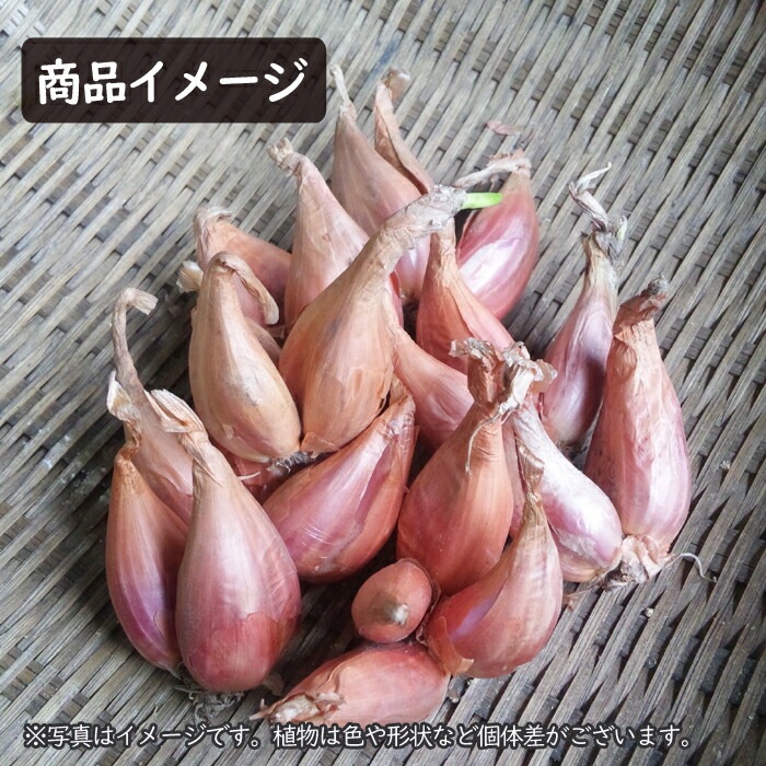8月中旬より発送・早割】 20日わけぎ 種 球根 ワケギ 150g 秋植え