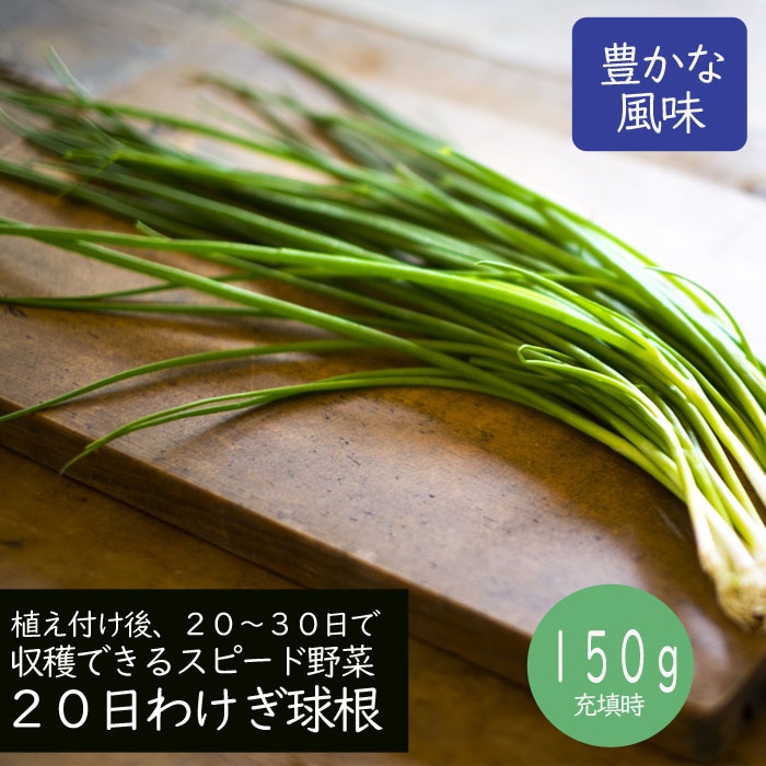 20日わけぎ 種 球根 ワケギ 150g 秋植え 分葱 わけぎ 野菜 家庭菜園