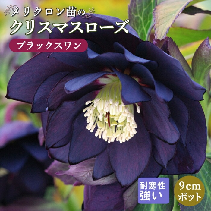 クリスマスローズ 苗 ブラックスワン メリクロン苗 9cmポット 冬