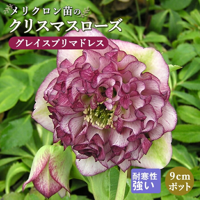 nile様ご購入苗㉕-215クリスマスローズ 739-NCR349.jpg?1