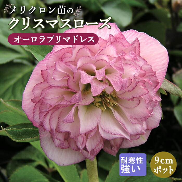 2本✨イエロープリマドレス（♀）✨赤ちゃんお楽しみ苗✨クリスマスローズ 2本✨イエロープリマドレス（♀）✨赤ちゃんお楽しみ苗