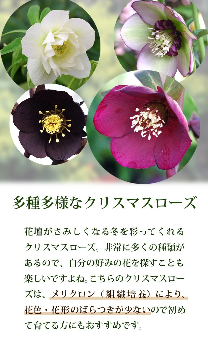 10月中下旬より順次発送】クリスマスローズ 苗 オーロラ プリマドレス
