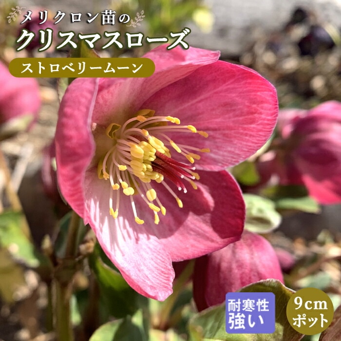 ꥹޥ  ȥ٥꡼ࡼ ꥯ 9ݥå   Ѵ ǥ˥ إܥ륹 ߥ襷