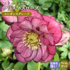 ���ꥹ�ޥ������� �� ���쥬�󥹥��졼��  ��ꥯ������ 9����ݥå� �� ���� �Ѵ��� �����ǥ˥� �إ�ܥ륹 �ߥ襷