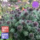 ��11����ܤ��缡ȯ���ۥץ�ߥ��� �ɺ��� �� �������� ����쥤�� 12����ݥå� ����ä��󤽤� ¿ǯ�� �ڥ�˥���