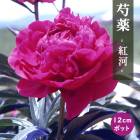   Ȳ ʤ 12ݥå ֿ 㤯䤯 㥯䥯 ǥ˥ ץ󥿡 ɺ ɺ 