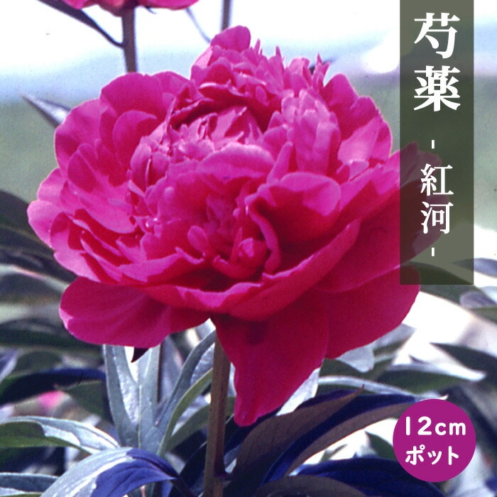 リョウスイ　芍薬苗 楽天市場】芍薬苗（シャクヤク苗） スノーマウンテン 6号苗 : 千草園芸