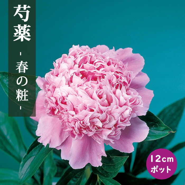 芍薬 苗 春の粧 （はるのよそおい） 12cmポット 桃色 しゃくやく