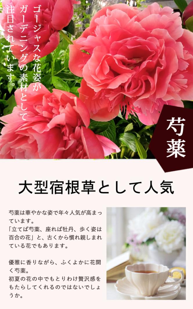 予約・早割】芍薬 苗 ラテンドール 12cmポット 白色 ラテン
