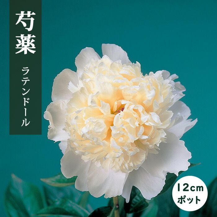 10月下旬より発送・早割】 芍薬 苗 ラテンドール 12cmポット 白色